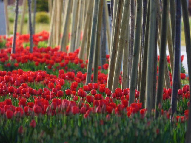 94186339_3036933999662421_6468940764683436032_o1