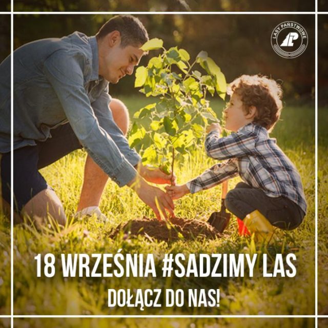 sadziMY-las