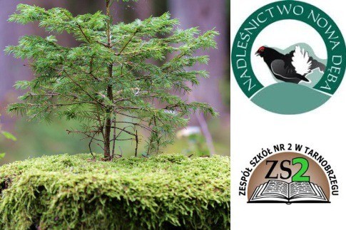 nadlesnictwo_nd,lH99nrGbpmmEqb2FZaA (1)