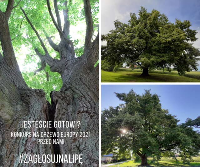 GLOSUJ-NA-LIPE-868x728