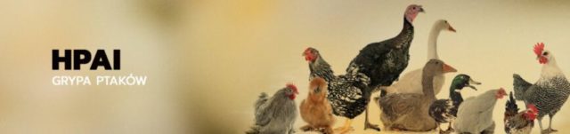 grafika-naglowek-HPAI-1200x283-1-868x205