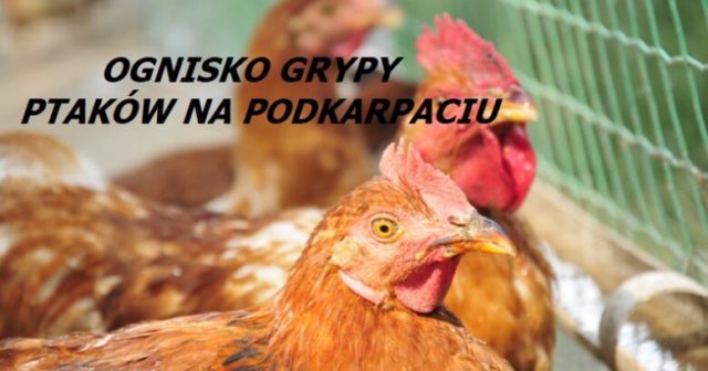 patasia-grypa-w-natarciu-780x410-c-default