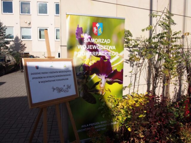 AKCJA-SADZENIA-1-868x651